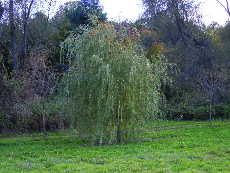 Salix alba 'Tristis' | Braun Nursery