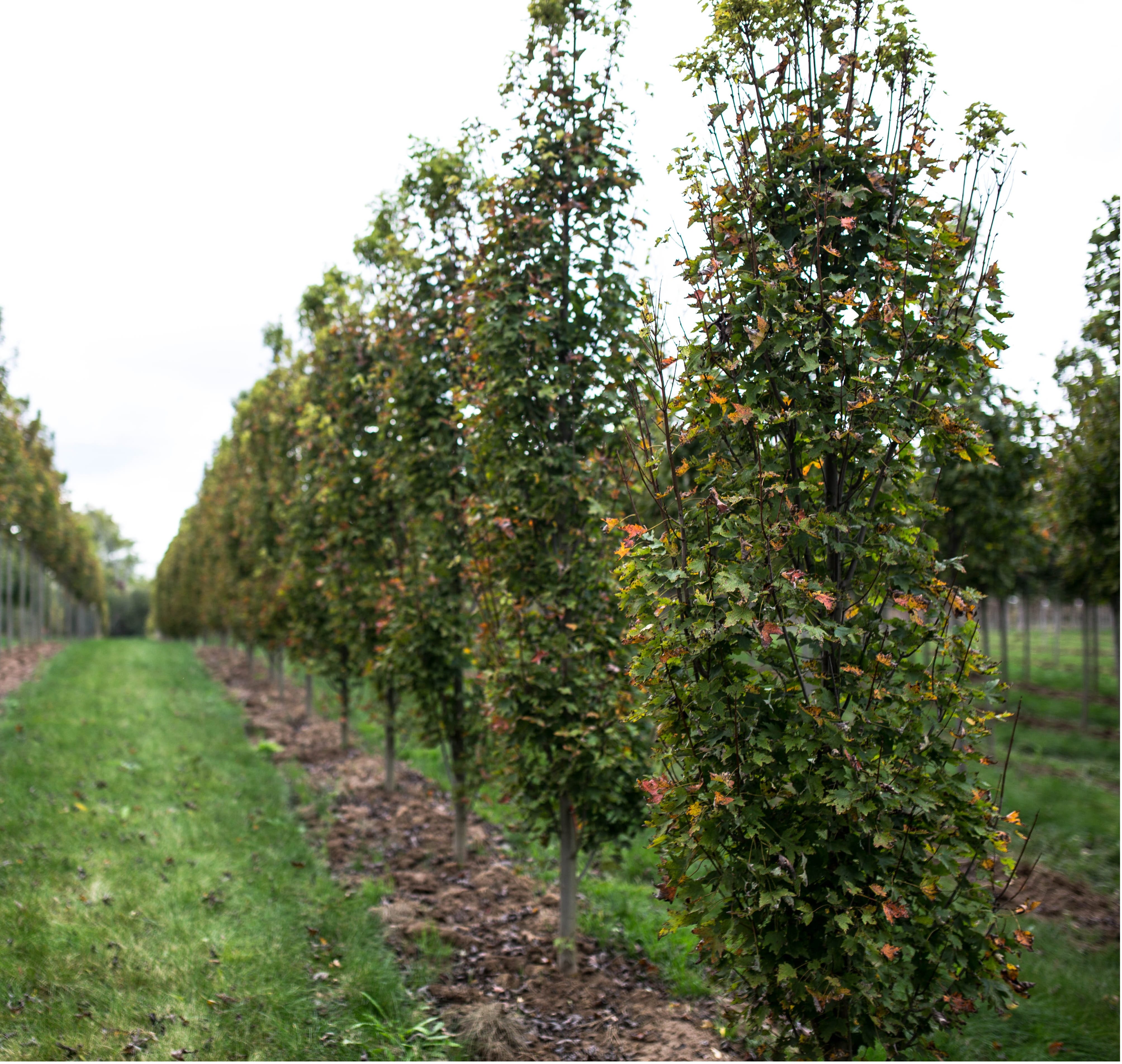 Acer rubrum ‘Amrstrong Gold’– Low stem | Braun Nursery