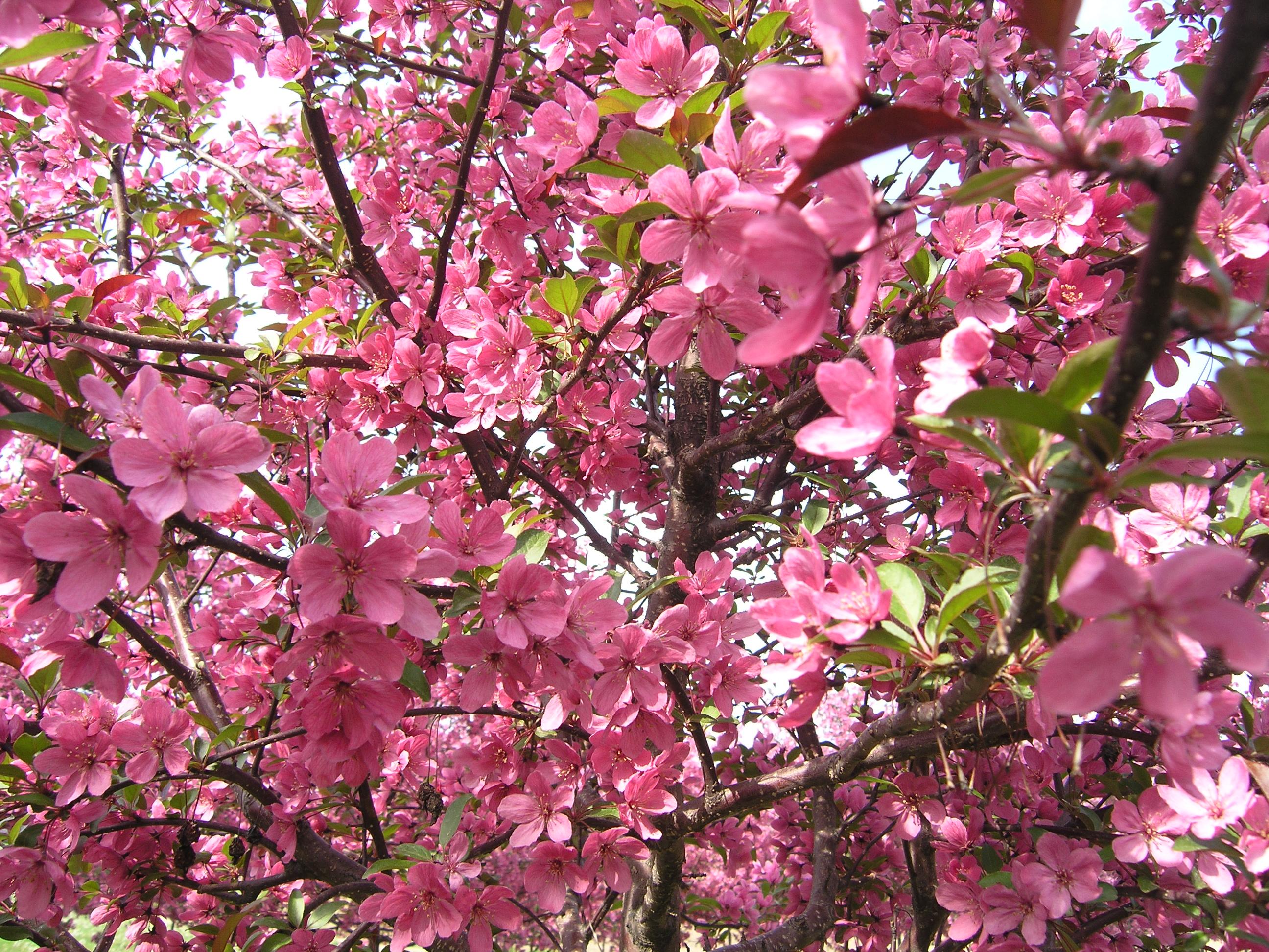 Malus rinki | Braun Nursery