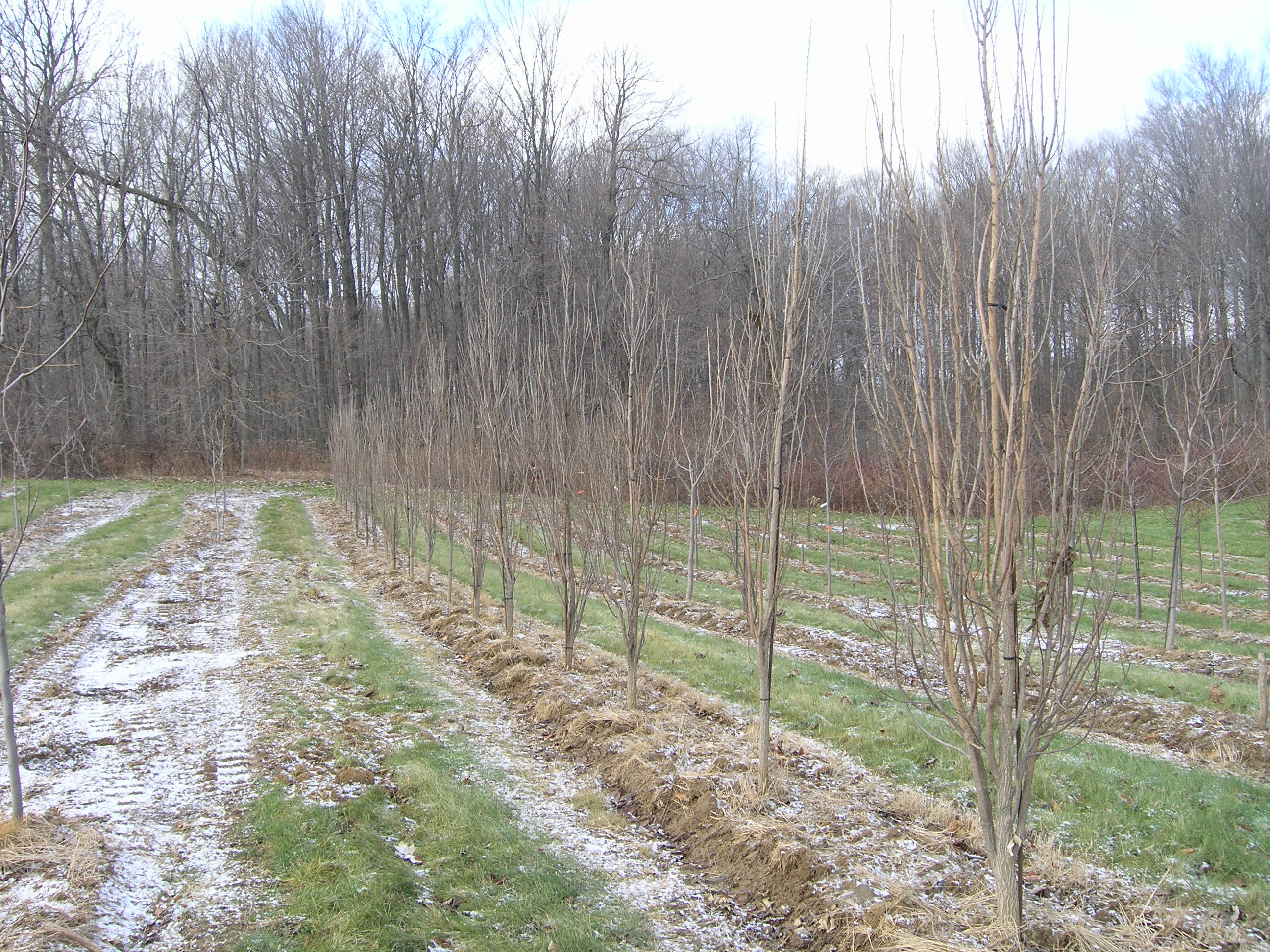Celtis occidentalis ‘Prairie Sentinel’ | Braun Nursery