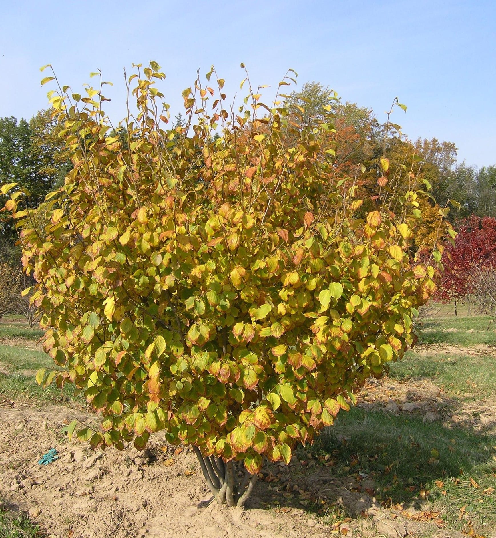 Hamamelis virginiana | Braun Nursery