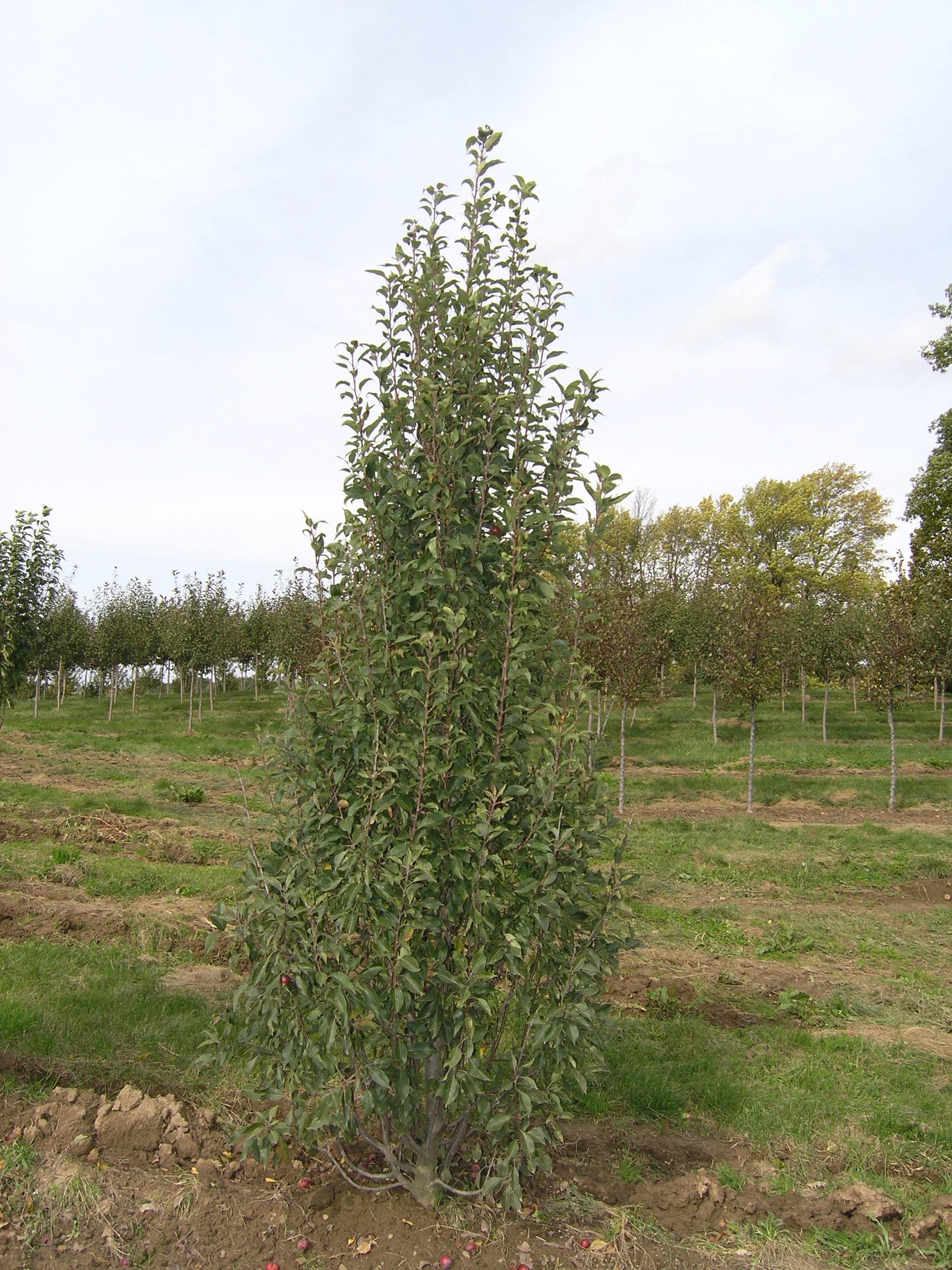 Malus rinki | Braun Nursery